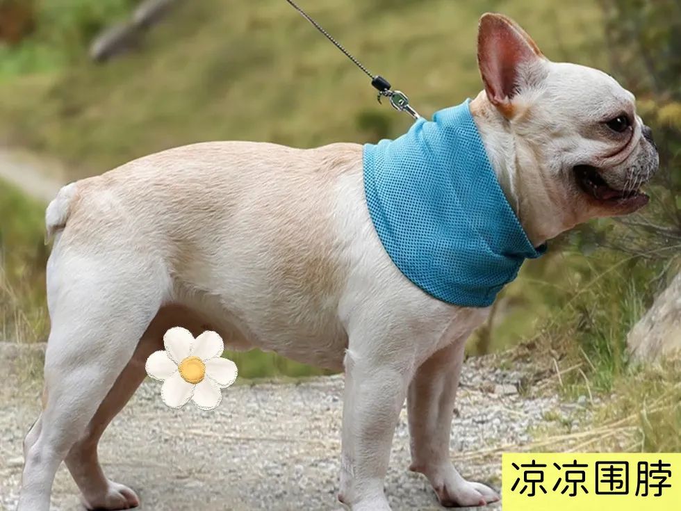 猫狗太臭了怎么办,为什么猫狗夏天不热