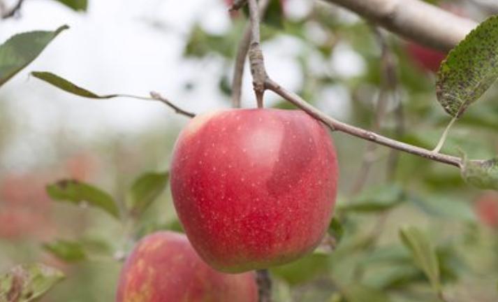 福岛核食物流入我国台湾!日本犯下大错,凭什么让全人类一起承担