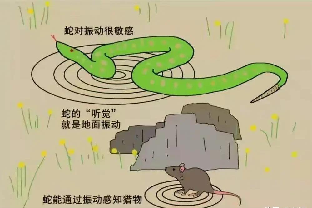 野外毒蛇咬伤急救方法,在农村路上碰到蛇怎么办