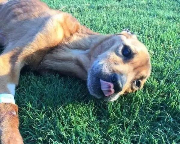 狗狗有这些特征可能得了狂犬病,狗狗有这5个信号可能是狂犬病