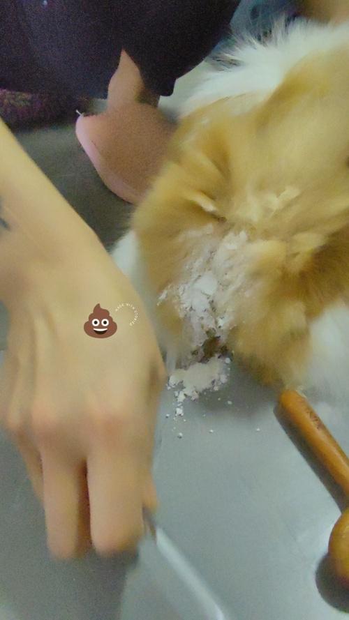 猫大便粘在毛上怎么解决,猫拉屎粘在地上怎么清理