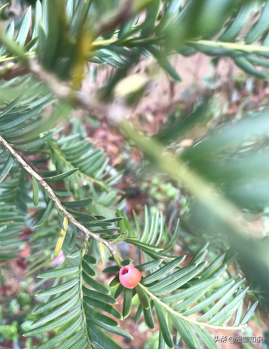 红豆杉的哪些细胞合成紫杉醇,红豆杉中控制紫杉醇形成的结构