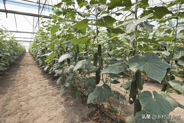 防治茄子瓢虫土方法,露地茄子如何防治七星瓢虫