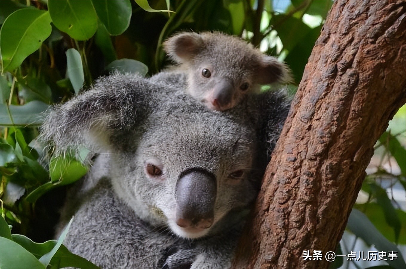 澳大利亚内陆为什么无法生存,澳大利亚是不是不适合生存