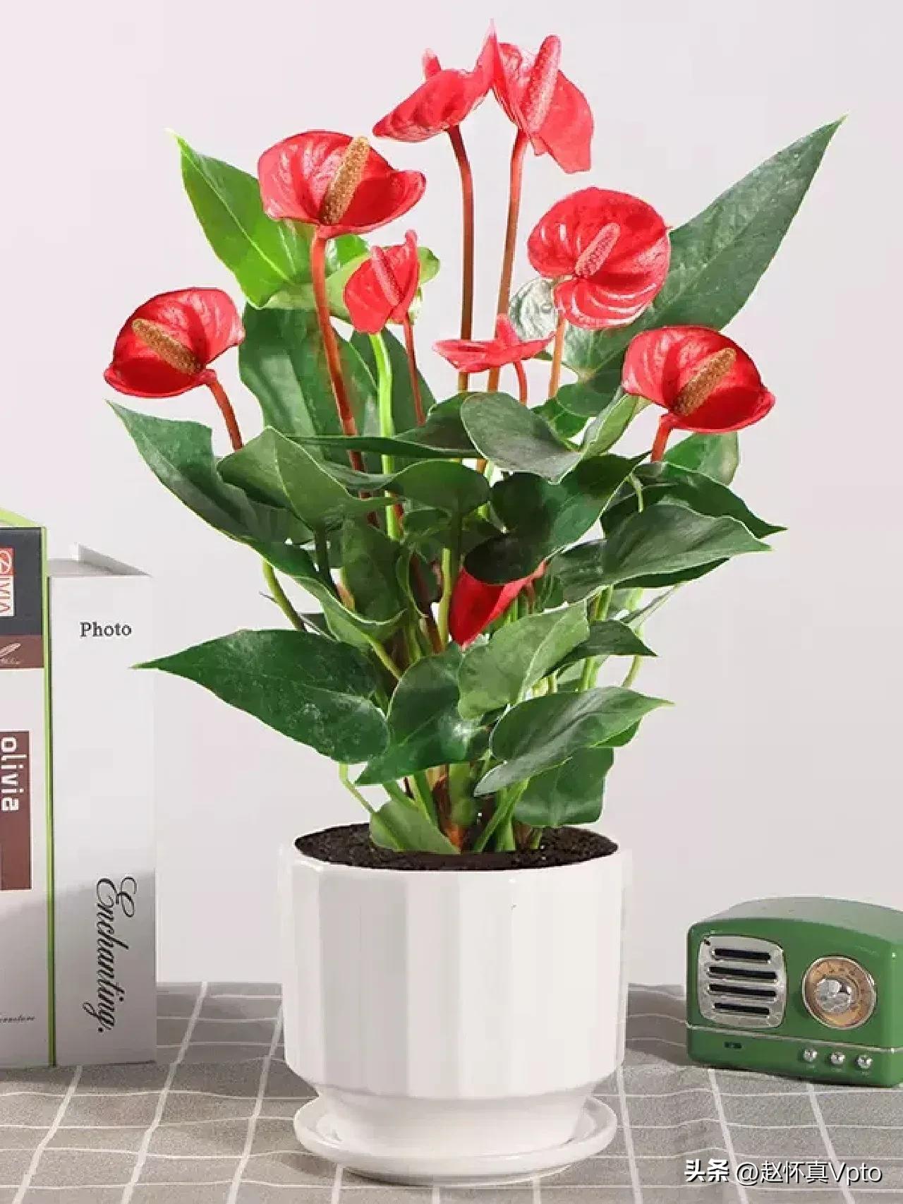 盆栽红掌花怎么养护,红掌花如何养护