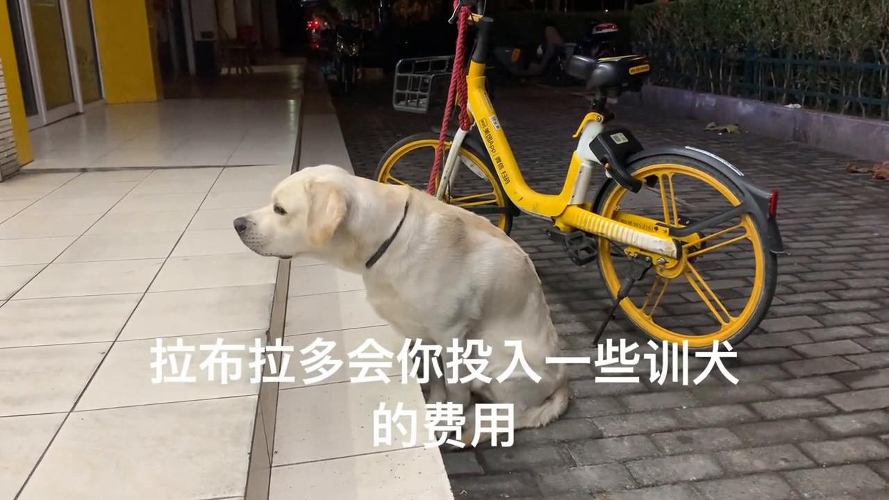 拉布拉多一只幼犬多少钱啊,拉布拉多幼犬多少钱一只啊