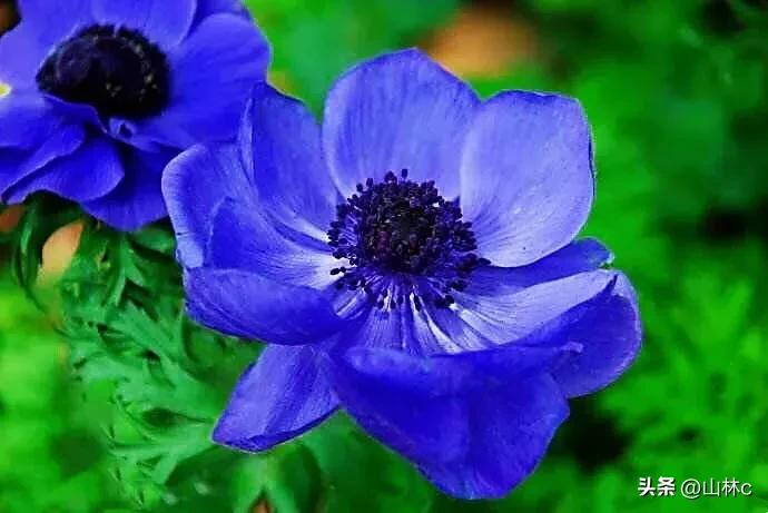 各种各样的鲜花尽情开放争芳斗艳,各种颜色的鲜花开得好美丽动人