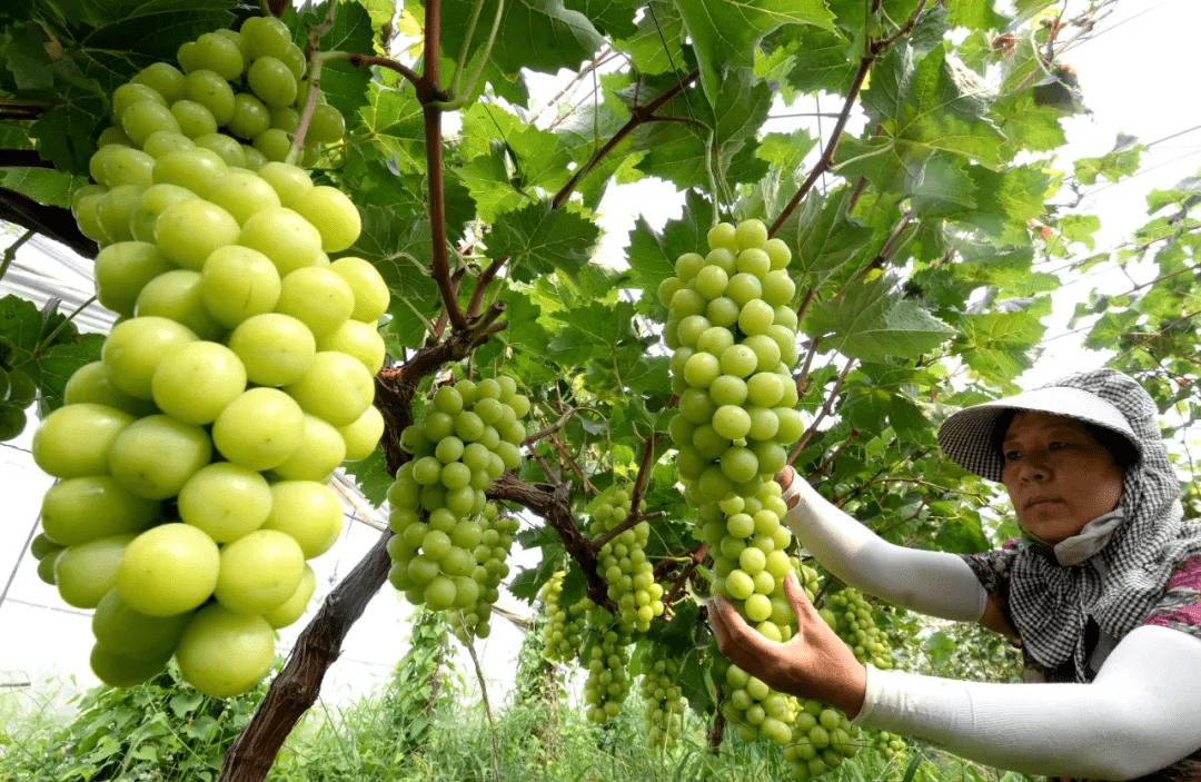 日本葡萄价格多少一斤,日本葡萄八块钱一个
