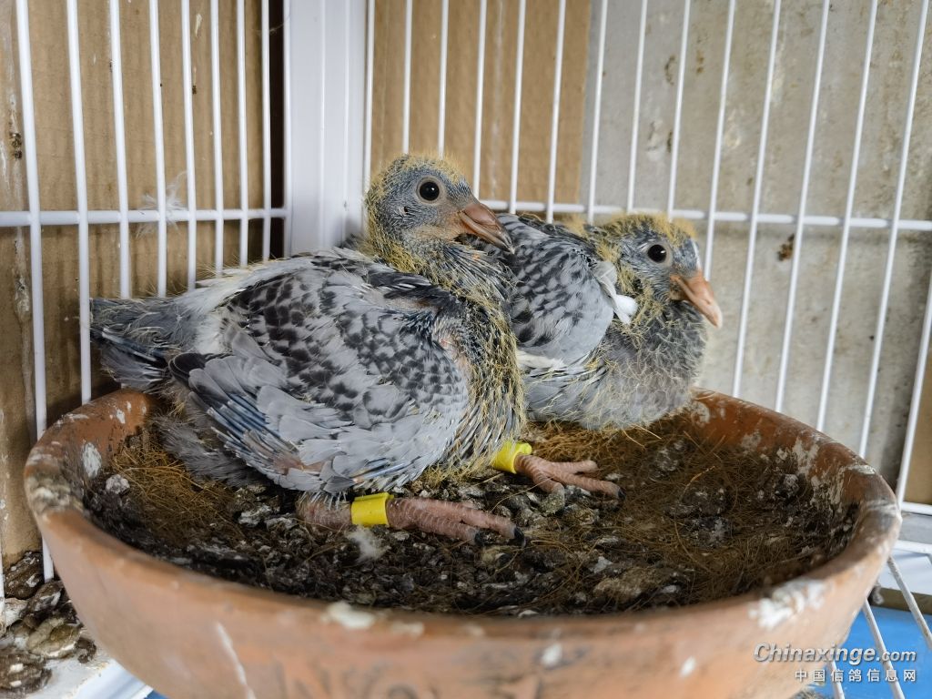 同窝鸽子大小不均怎办,同窝幼鸽体型大的是雌还是雄