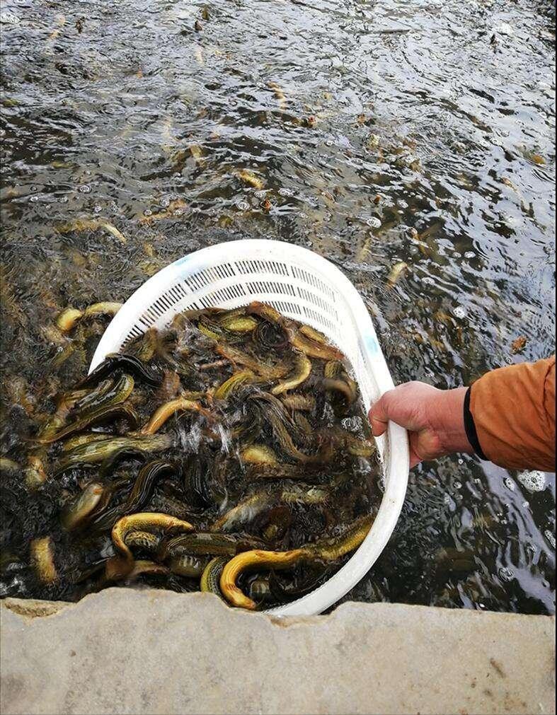 泥鳅水花常见病害及解决方法,泥鳅黄鳝的养殖技术和病害