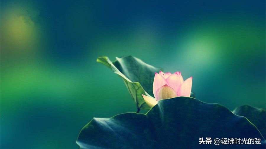 唐诗中最美的一首荷花诗,关于荷花的唯美诗句古诗