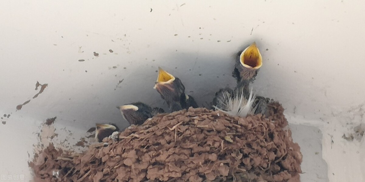 谁言寸草心报得三春晖的解释,谁言寸草心报得三春晖什么意思