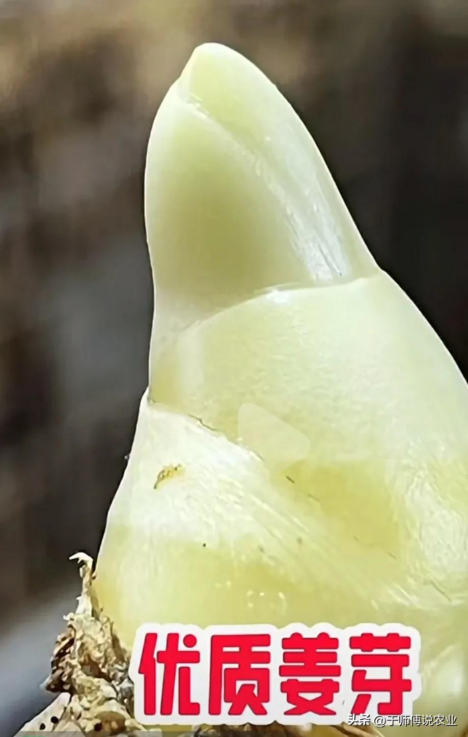 生姜一年四季的种植方法,生姜天然种植的正确方法