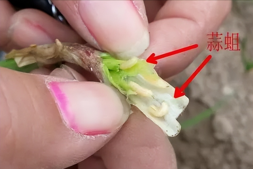 蒜蛆如何快速根治,蒜蛆防治