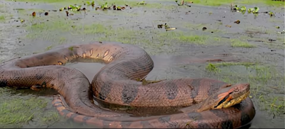 地球上的巨蟒,世界上的巨型蟒蛇到底有多大