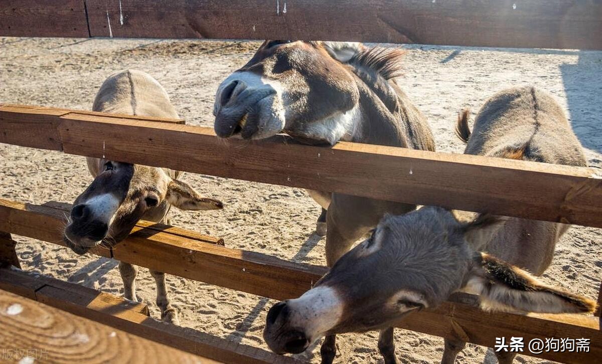 驴事,驴事民间故事