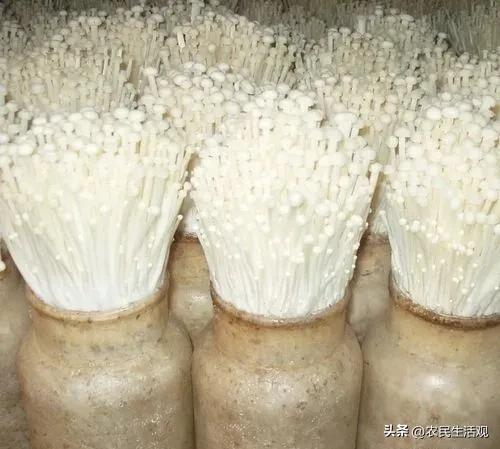 玉米秸秆培育食用菌产量如何,秸秆栽培食用菌技术资料大全