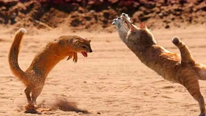 灭鼠英雄表现出黄鼠狼的特点,专家讲解黄鼠狼和猫哪个厉害