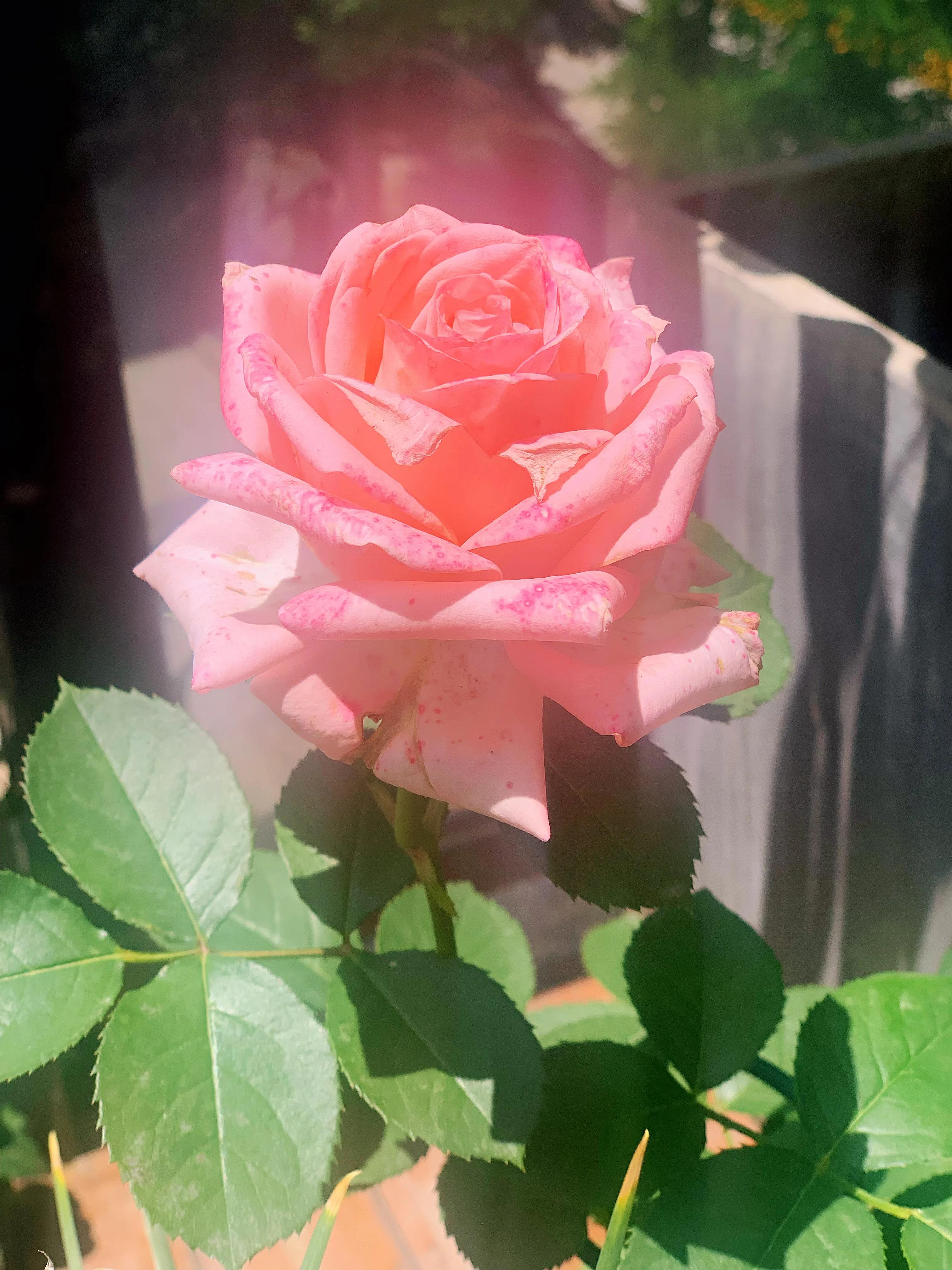 花期长又香的月季花园,花期超长又好养的经典月季