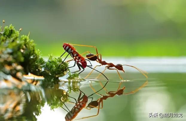 伟大的蚂蚁是什么,宇宙的小蚂蚁