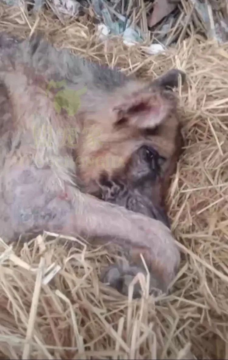 德牧骨癌,流浪德牧被打裂鼻骨跑进医院求助