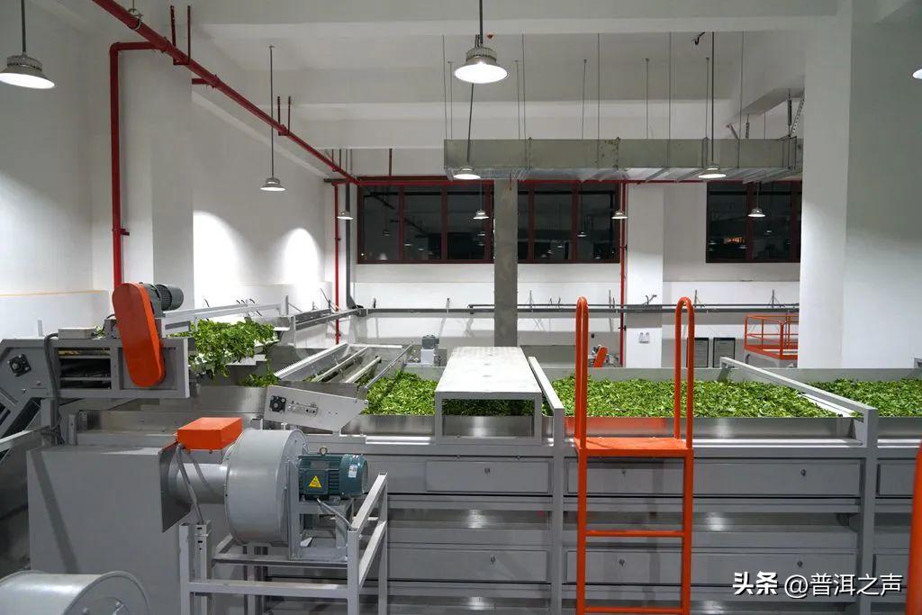 景迈山制茶,全国首条智能制茶工在景迈山上岗