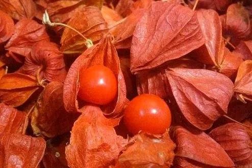 菇娘果种植与管理,怎么种姑娘果好吃