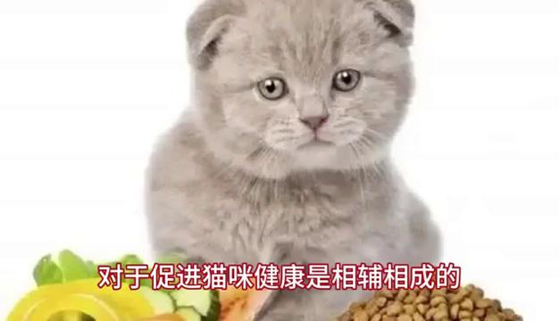 养猫怎么避免细菌感染,上呼吸道经常感染适合养猫猫吗