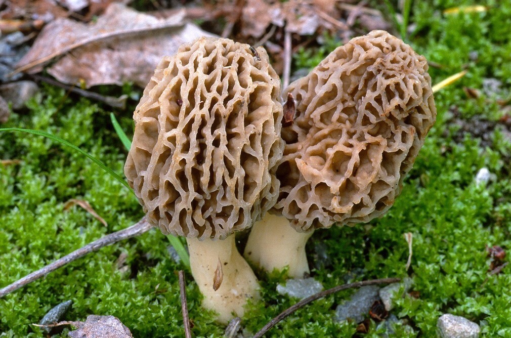 菌中贵族,投入一万赚了两万实际赚多少