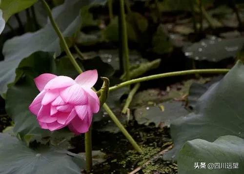 四川•九龙山子‖“暖方阁”中话“离别”