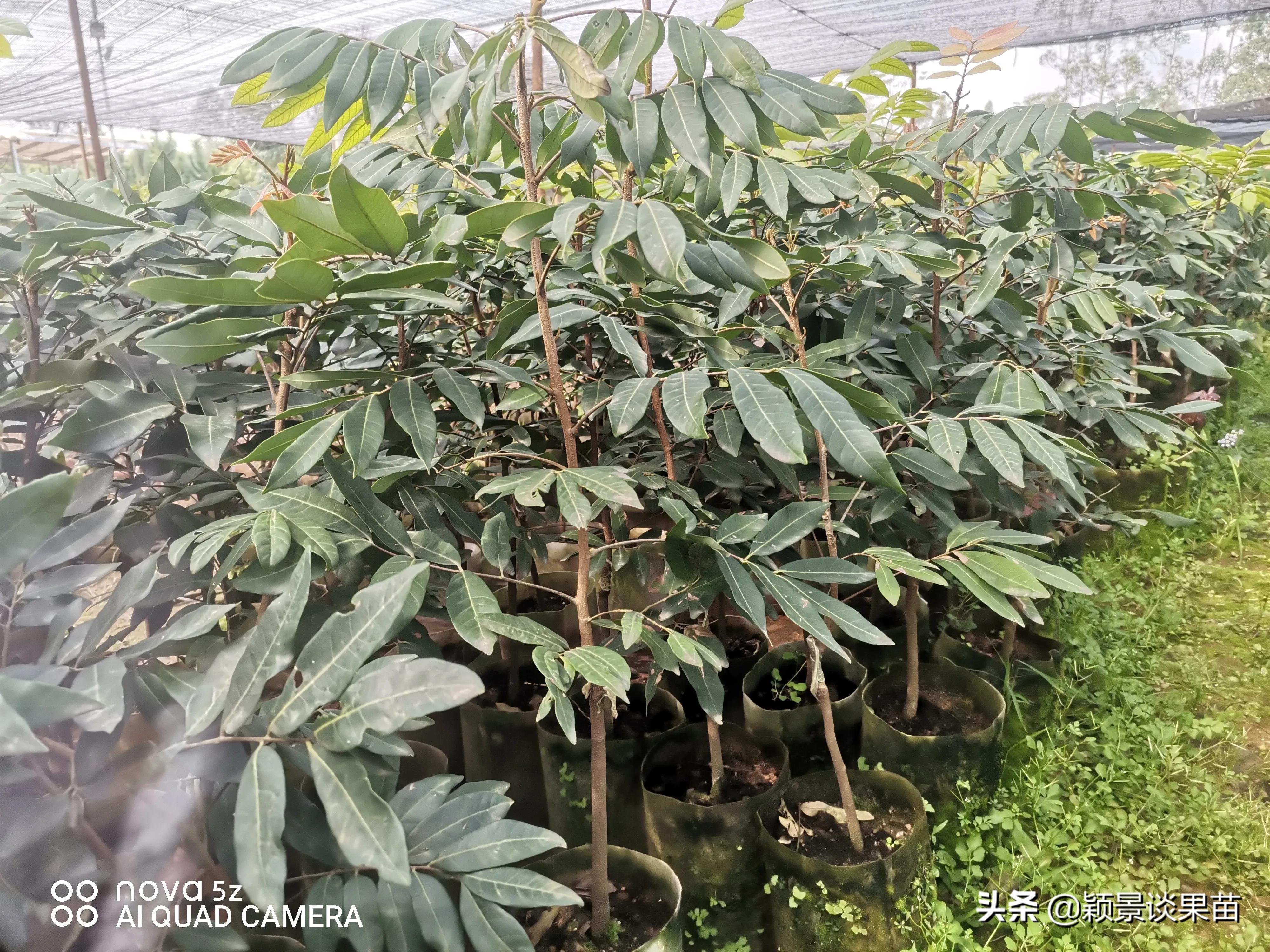 适合南宁种的水果树苗,适合广西种的阳台水果苗