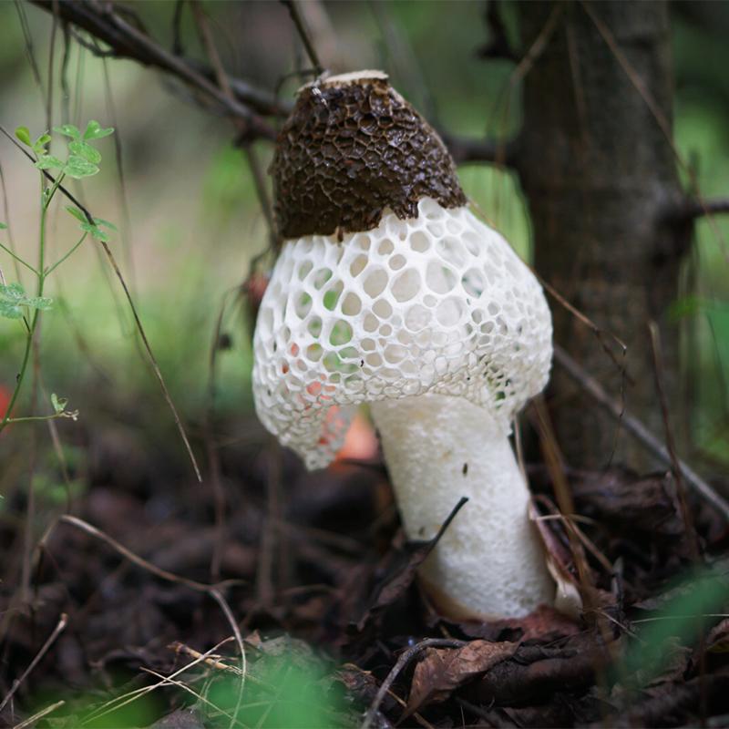 到四川广元有什么特产买,返程带回来的老家特产