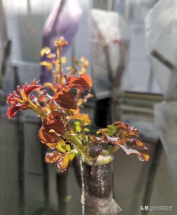 月季嫁接月季哪种方法成活率高,给野月季嫁接微月季有市场前途吗