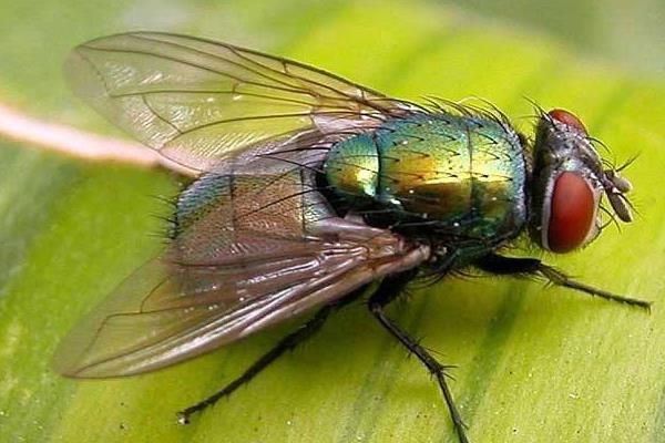 为什么苍蝇总是不停的搓手脚呢,为什么苍蝇要一直搓手