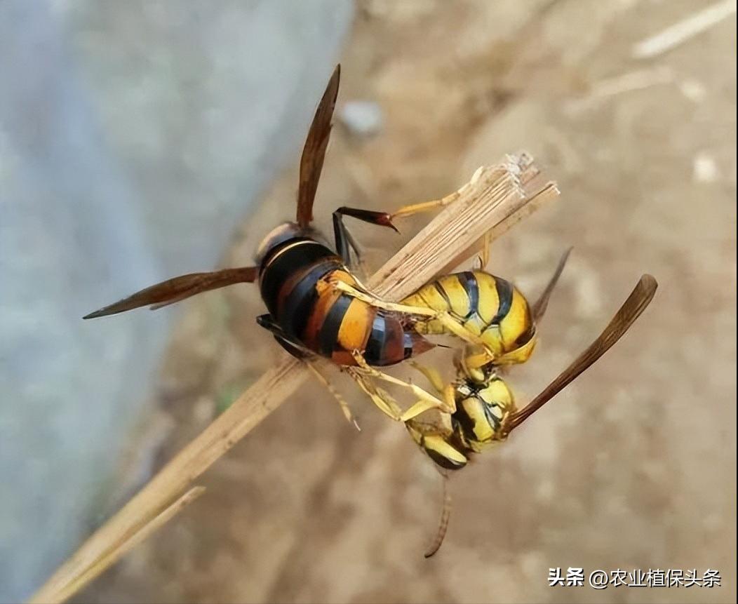 螨类害虫的农业防治措施,农业昆虫与害虫防治