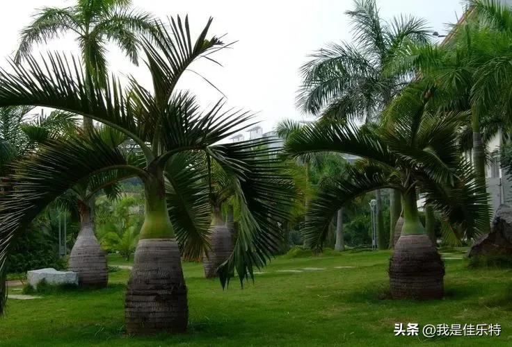 热带沙漠棕榈,热带水果棕榈