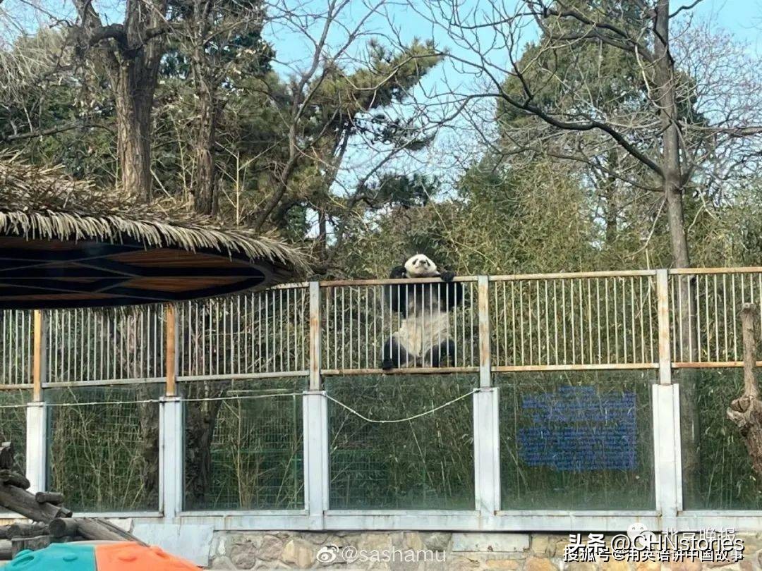 胖达日本,胖达在外国多火