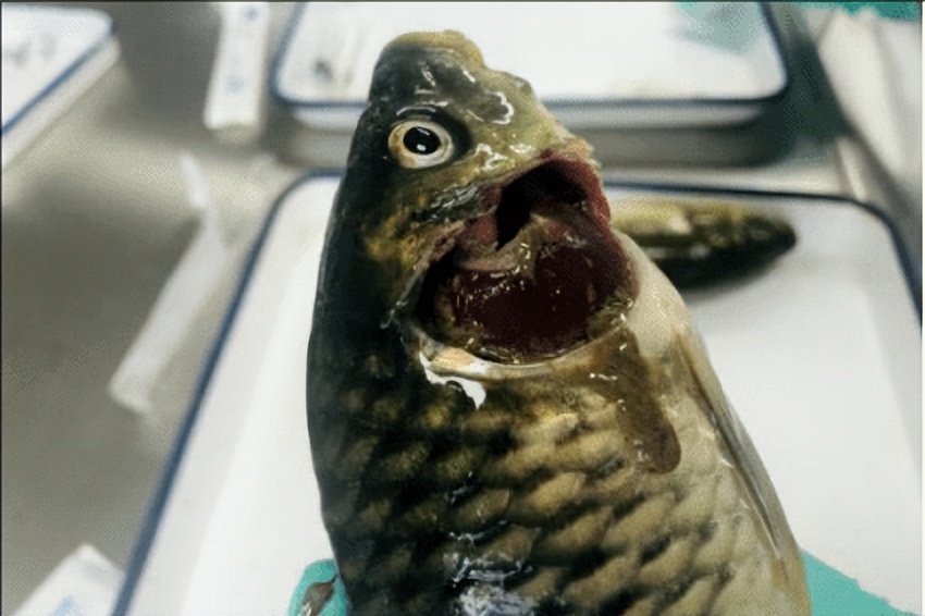 鲤鱼鳃霉病的治疗,鲤鱼烂鳃病是什么样的