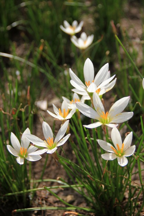 春游观赏的花有哪些,春天赏花什么花好看