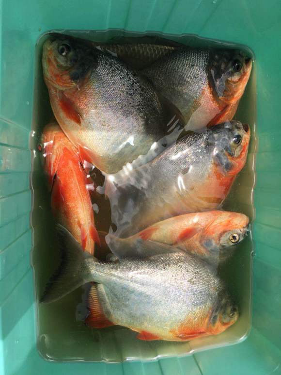 暴雨后广西老叔家里游进一群“食人鲳”，老叔懵圈：不知道哪来的