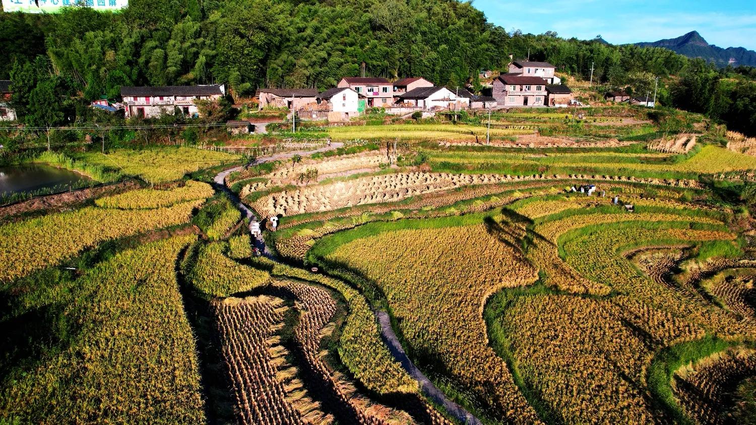 稻菽飘香各地丰收忙,稻菽飘香图片