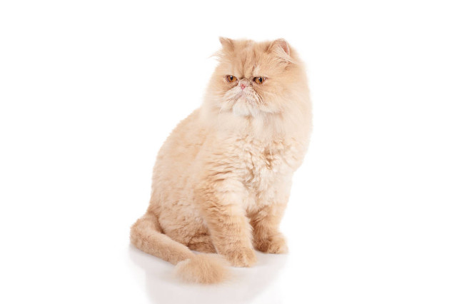 十大适合家养猫咪优缺点,最适合养的十大猫咪