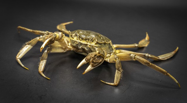 有媒体报道称，太仓港口进口的日本海产品存在污染问题