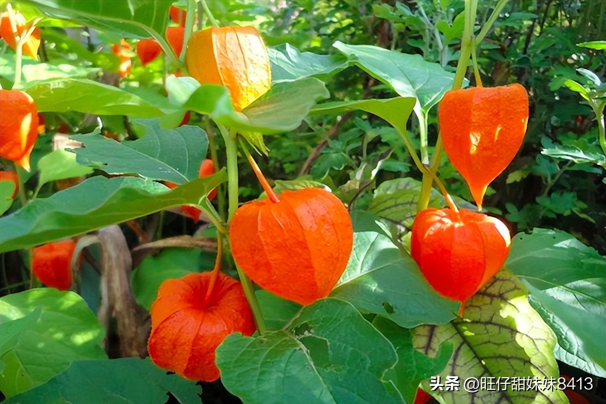 农村消失的水果,农村才能吃到的十种水果