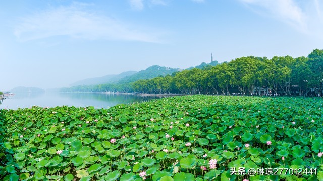 荷花之美在于淡雅,禅意美到极致的荷花