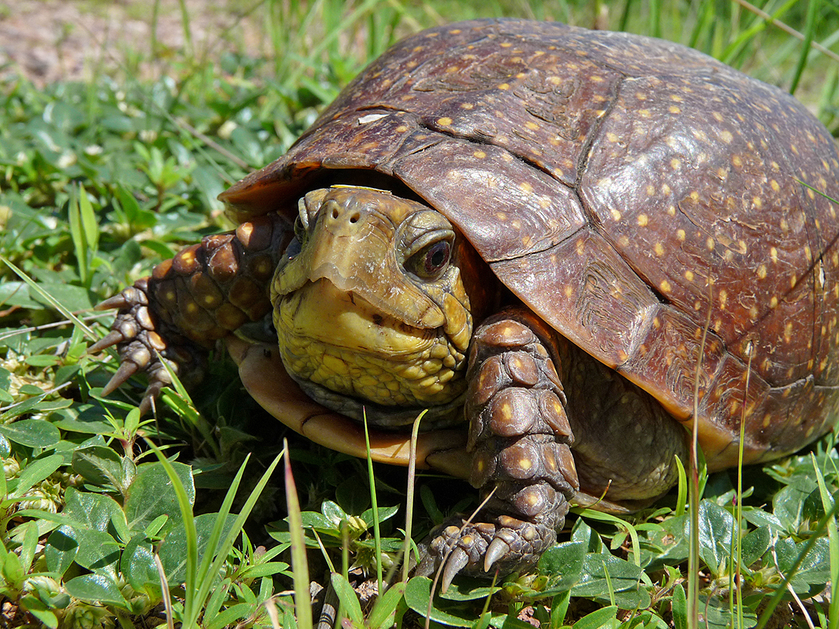 养北美鳄龟的龟友,箱龟种类图片大全