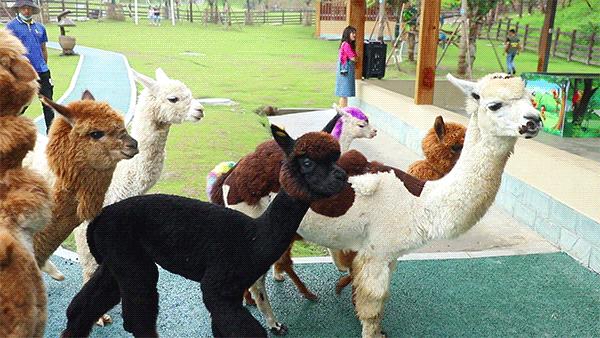 成都市暑假亲子游玩地点推荐,暑假成都亲子游推荐景点