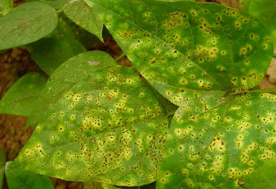 知耕快报｜高GABA基因编辑番茄日本上市；植物工厂种植可可树