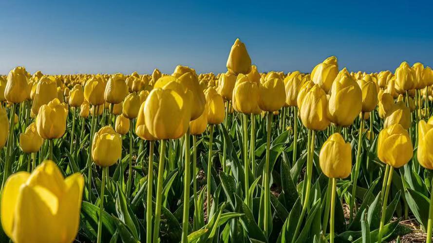 常觅春归不知处花田此地得逢君：栖云田园小镇·花间集