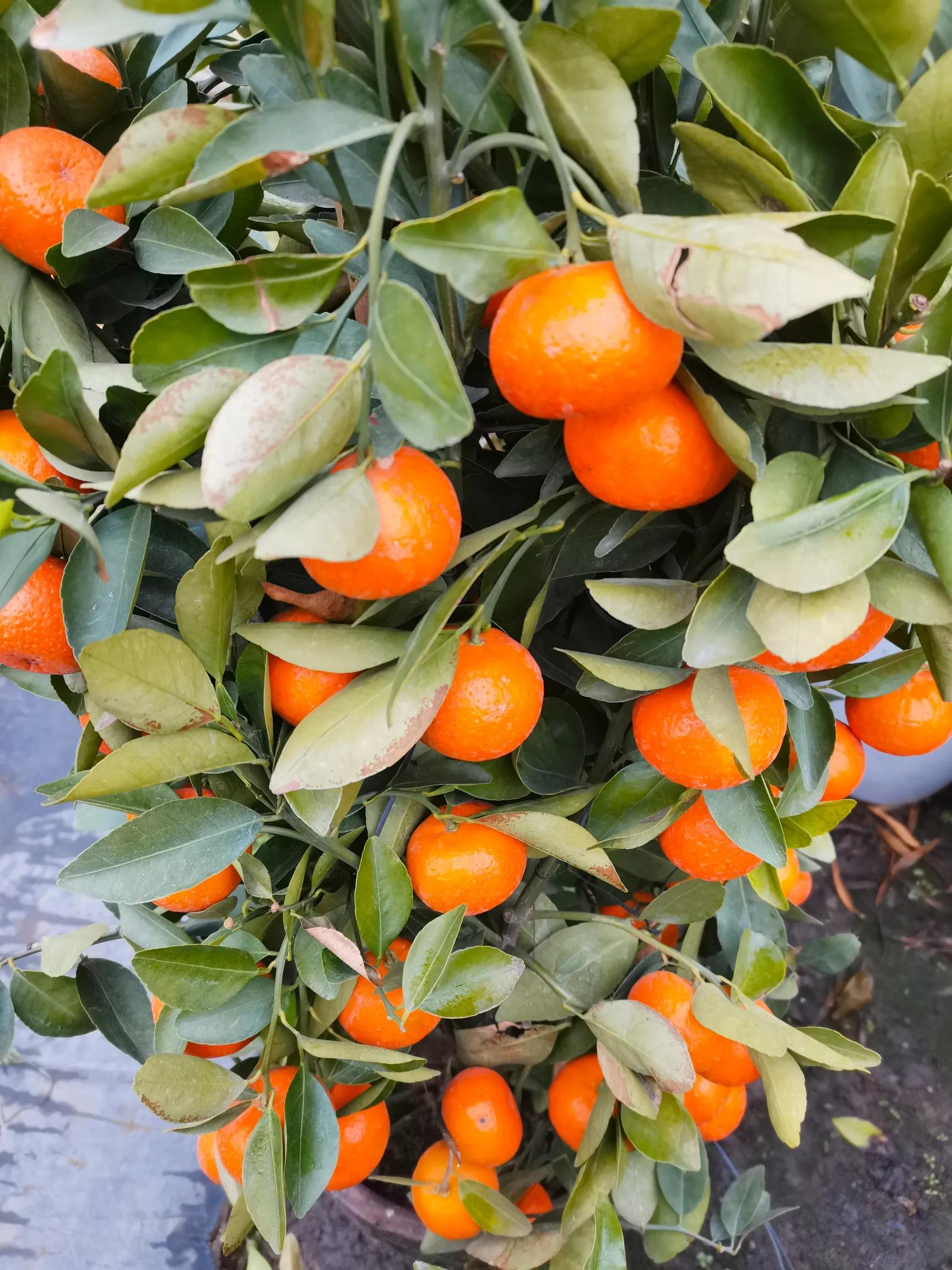 阴雨雾霾天逛月亮湾花市，郁闷不见了，心情舒朗愉悦